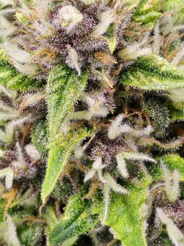 (4)autos  — flower, day 58