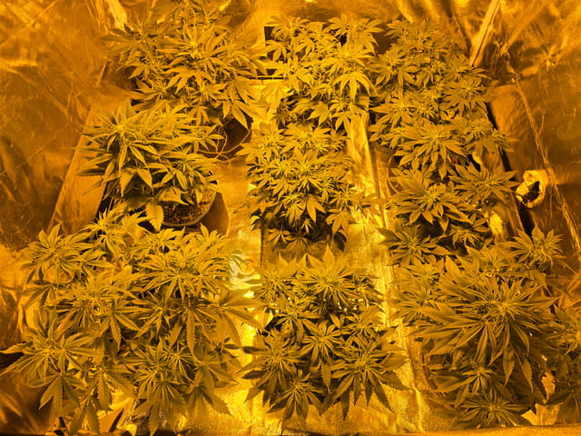 2nd Autoflower Indoor Grow — flower, day 42