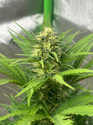 Wedding Cake Zkittlez — flower, day 18