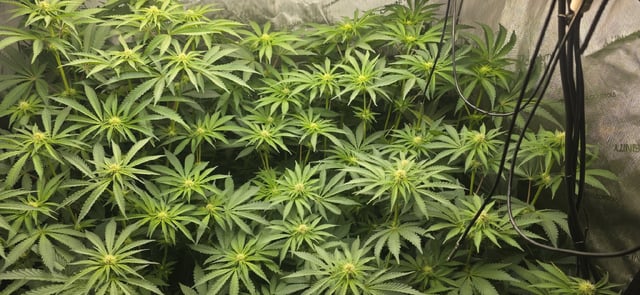 Maple Nectar  — flower, day 59