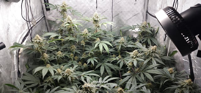 Another Custom Creation — flower, day 123