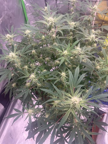 tropicana cookie purple  — flower, day 61