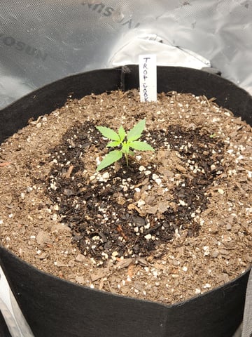 Winter Garden — seedling_rooting, day 3