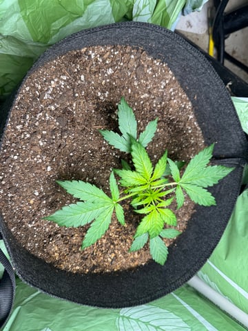 First grow — vegetative, day 28