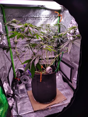 Rosa  — flower, day 17