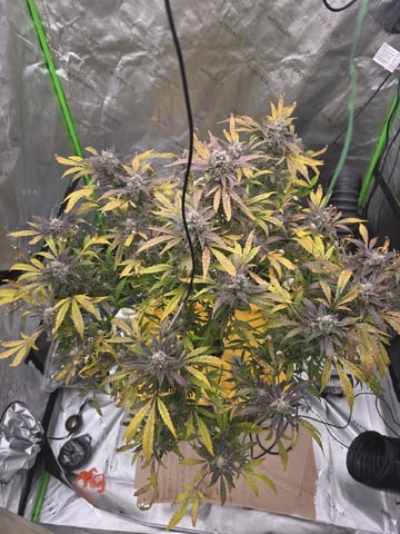 Mendo Frost Autoflower