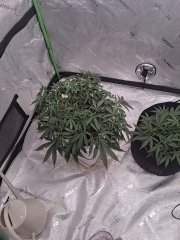 Mystic Gorilla