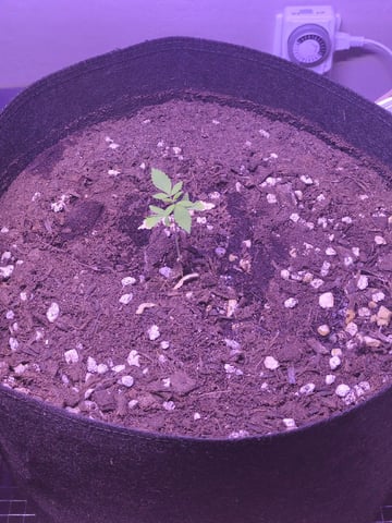 Audrey III — vegetative, day 29