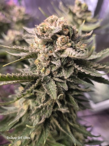 Hazy Daze — flower, day 117