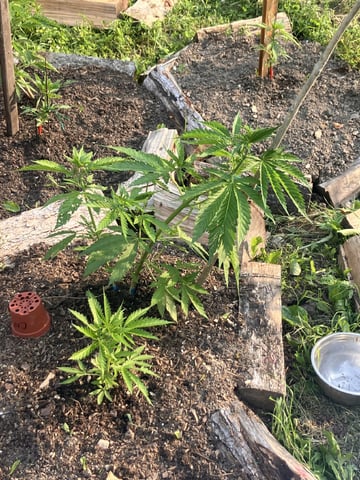 2026 — vegetative, day 1