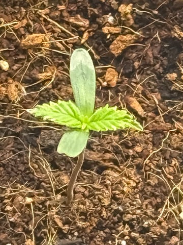 First Lady  — grow_setup, day 1