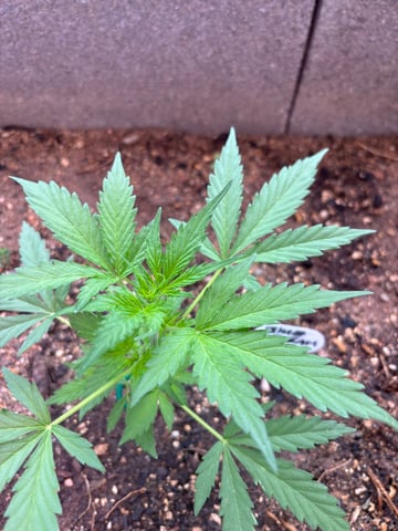 3 seeds  — vegetative, day 46