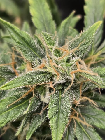 BABY SISTER — flower, day 80