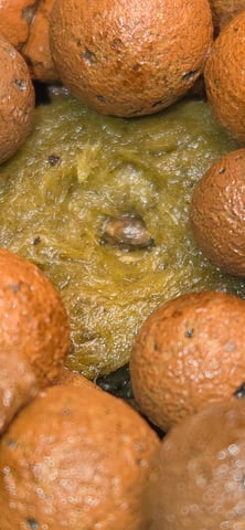 Strain "Z" from Herbies Seeds. 