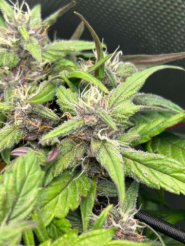 Vanna's Vanilla — auto, day 65