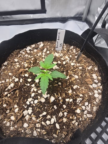 Dream beans burnt garlic — seedling_rooting, day 12