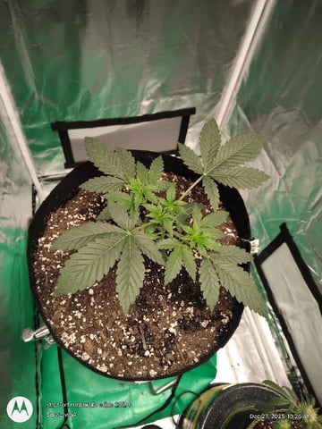 Grow Budz — vegetative, day 27