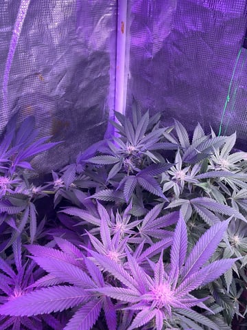 white 🕷️  — flower, day 114