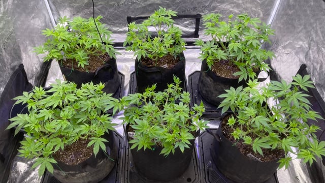 1st Ever Grow (GodFather OG) (Coco) — vegetative, day 60