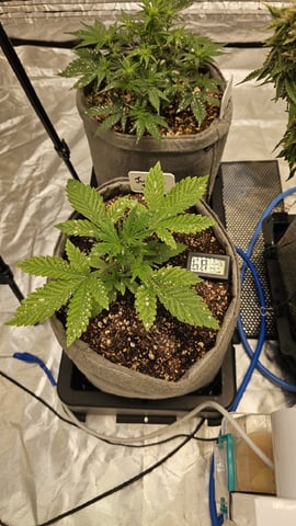 Autos For The Rest Of Winter 🔥🔥😉 — vegetative, day 49