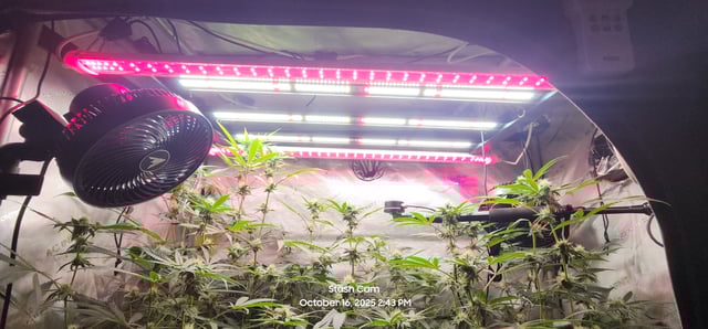 Prepare the clones! — flower, day 48