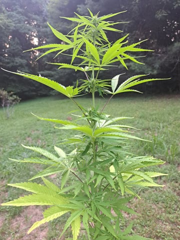 Bucket List Grow #2 — flower, day 59