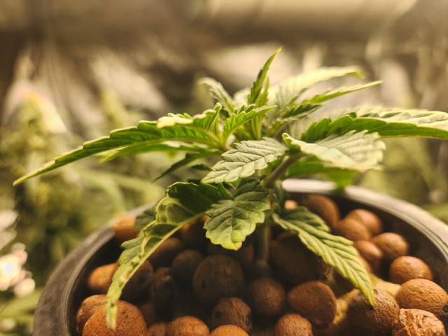 Sour Diesel (started Aug 30th 2025) — vegetative, day 17