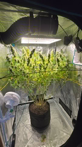 Big Momma Blue Dream  — flower, day 48