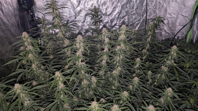 Strawberry Cheesecake Seedsman Seeds Autoflowers x2 — flower, day 62