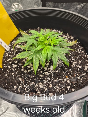 1st grow — vegetative, day 19