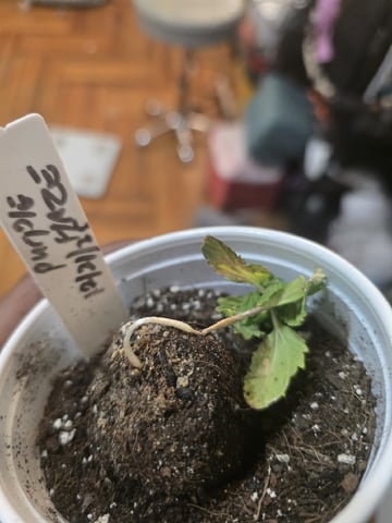 1st Auto Grow (LSD + BrB) - 1st indoor Grow — vegetative, day 18
