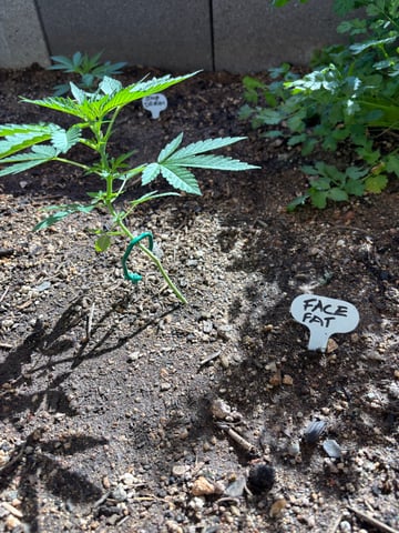 3 seeds  — vegetative, day 39