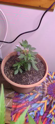 Alaskan bananaberry auto — vegetative, day 16