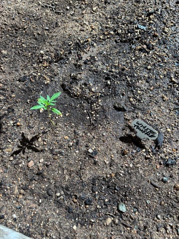 new seeds grow #2 — vegetative, day 24