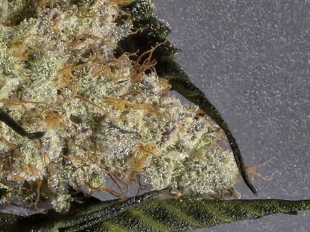 Hydroponic Photos — done, day 115