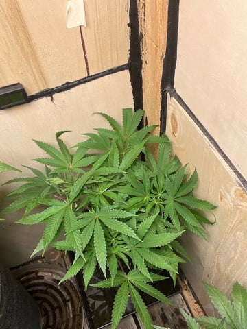  strawberry cough  — vegetative, day 58