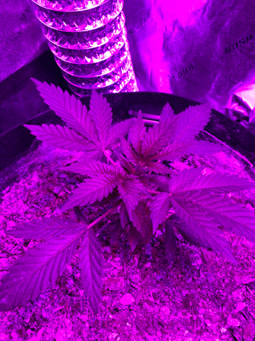 Amnesia Haze (First Ever Grow) — vegetative, day 25