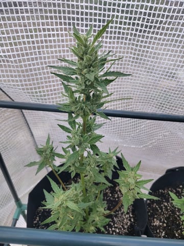 greenhouse grow  — flower, day 3