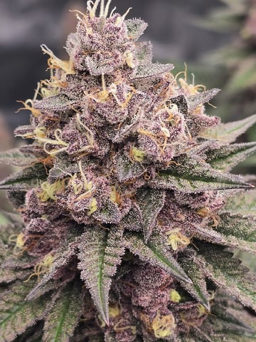 2nd grow round 2 — flower, day 100