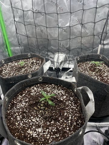 Royal Dwarf — seedling_rooting, day 14