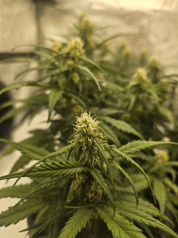 1st Grow 4x4 — flower, day 43