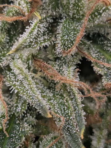 Zkittlez (Auto)