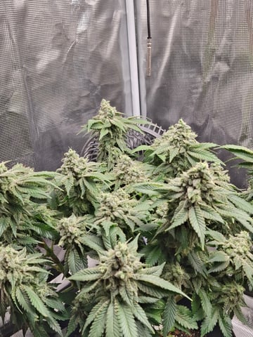 SoFloBudz — flower, day 96
