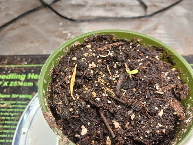 9lbhammer feminized  — seedling_rooting, day 3