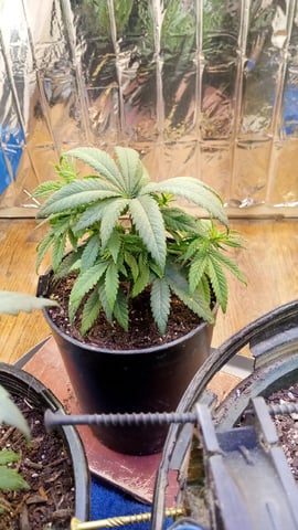 Jack hearer/Jack the ripper? — vegetative, day 65