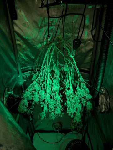 Cinderella 99 -C99 — harvest, day 117