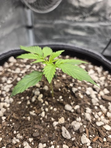 StrawZ (autoflower) — vegetative, day 15