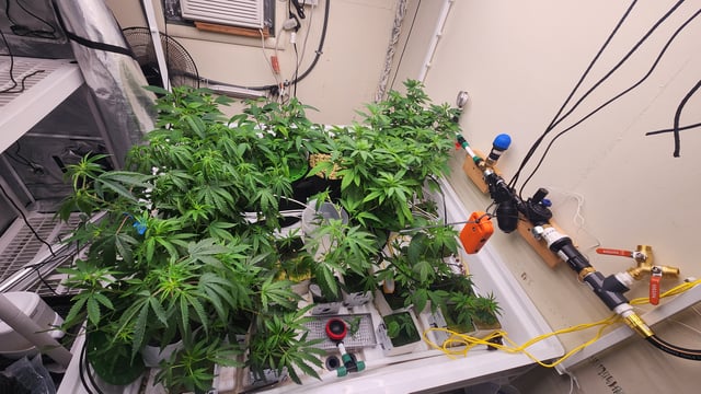 veg tent adventures! — vegetative, day 14