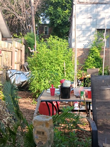 More Of The Garden  — grow_setup, day 2