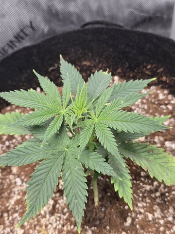 Coco Grow — vegetative, day 28